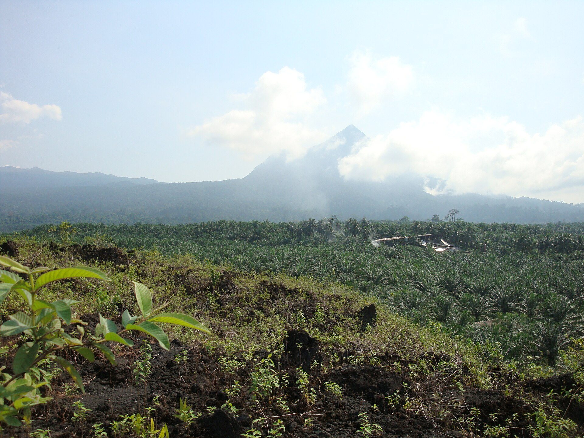L’Etinde, le petit mont Cameroun. Photo : Initsogan / Wikimedia Commons, CC BY-SA 3.0